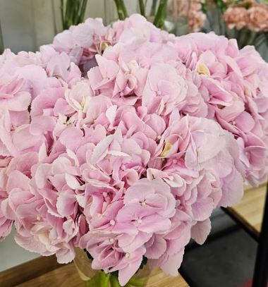 Hydrangea force pink