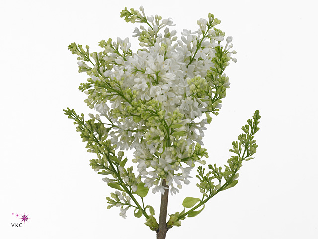 Syringa virgin white