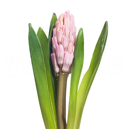 Hyacinthus anna marie