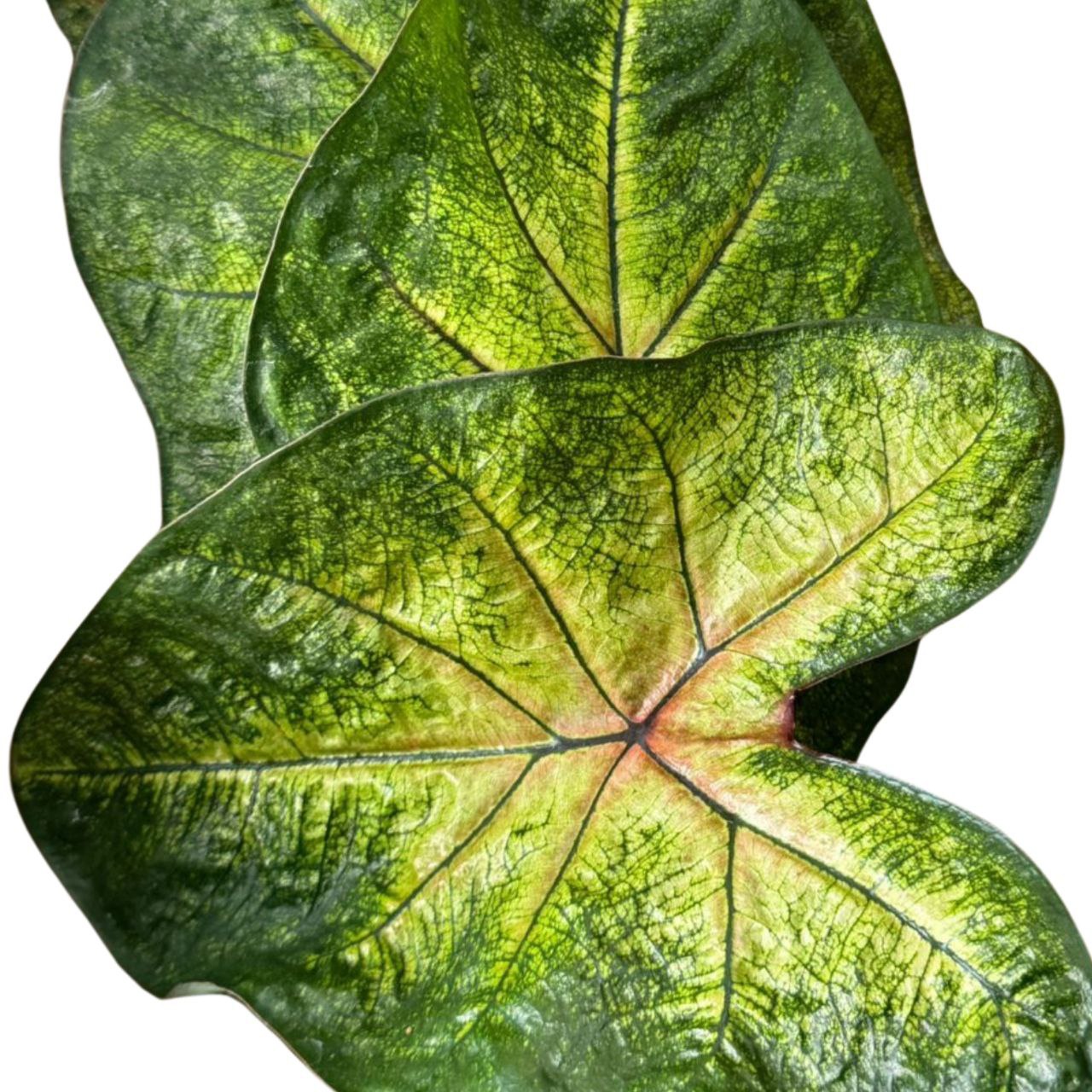 Blad Caladium apple