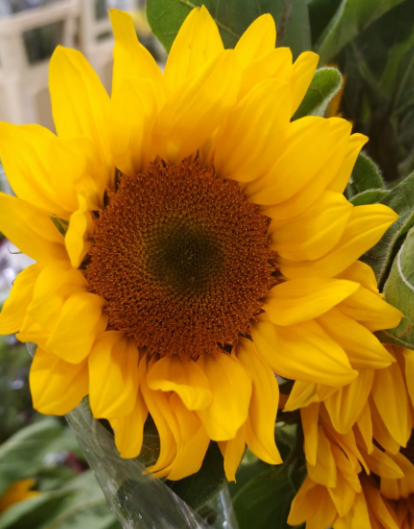 Helianthus sunrich gold