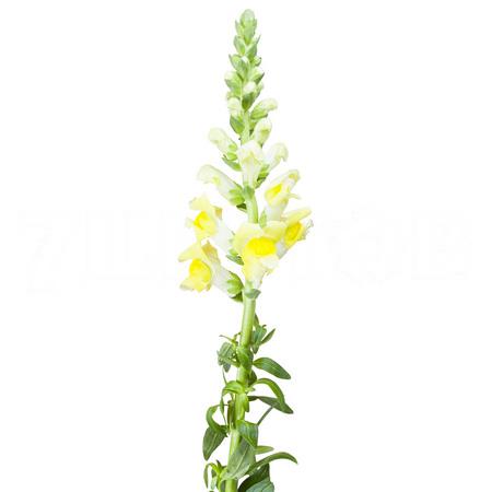 Antirrhinum potomac yellow