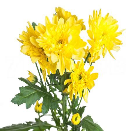 Chrysanthemum spray zembla yellow