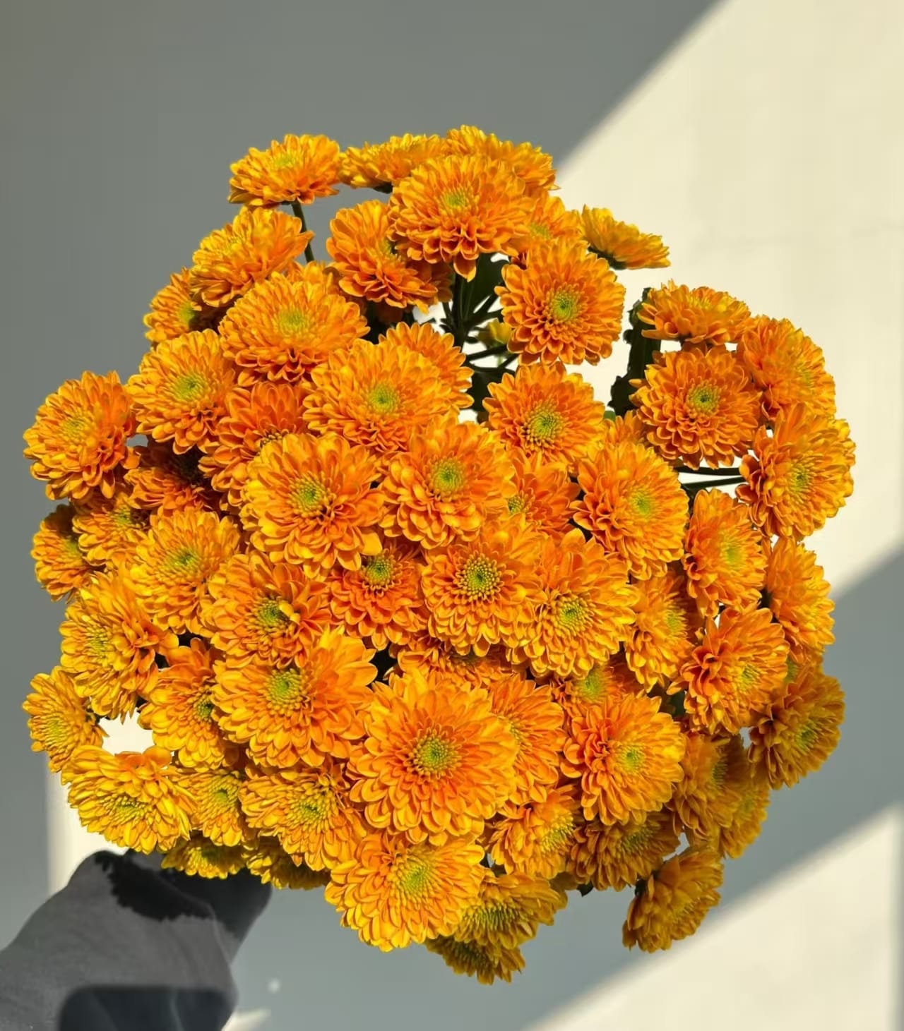 Chrysanthemum santini johny orange