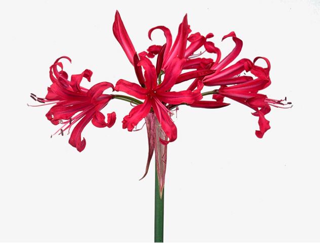 Nerine mr john