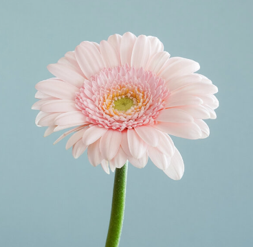 Gerbera aegean sea