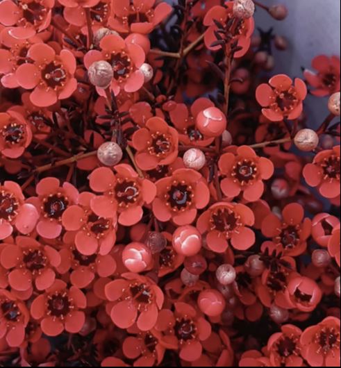 Chamelaucium waxflower tinted red