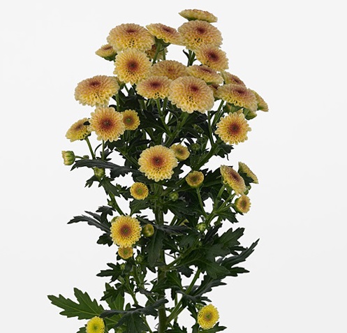 Chrysanthemum santini calimero