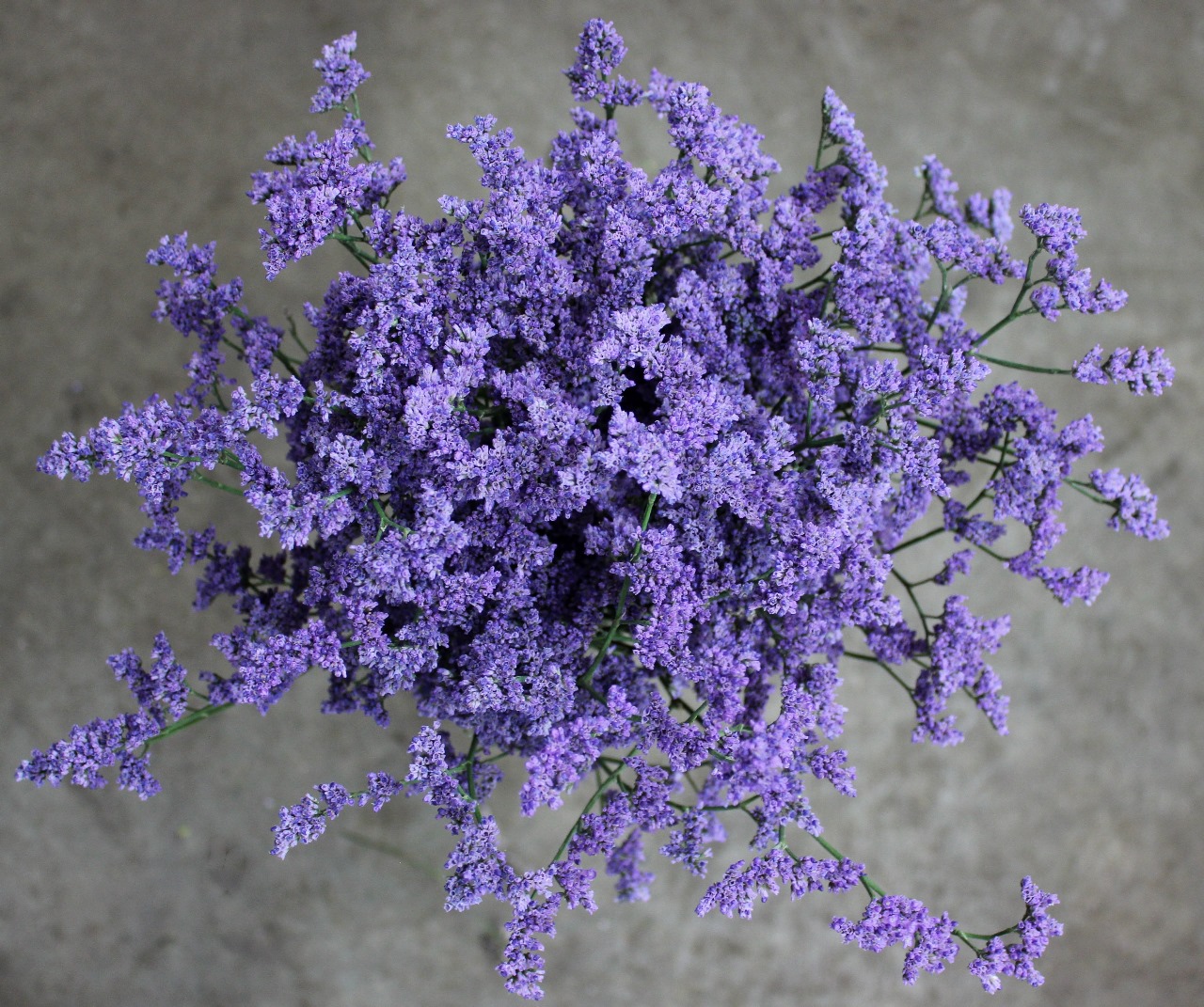 Limonium sinensis lavendel