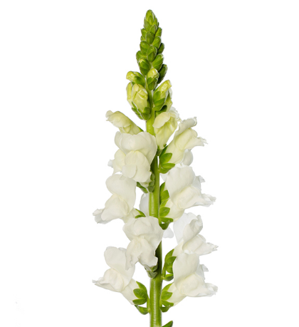 Antirrhinum majus wit