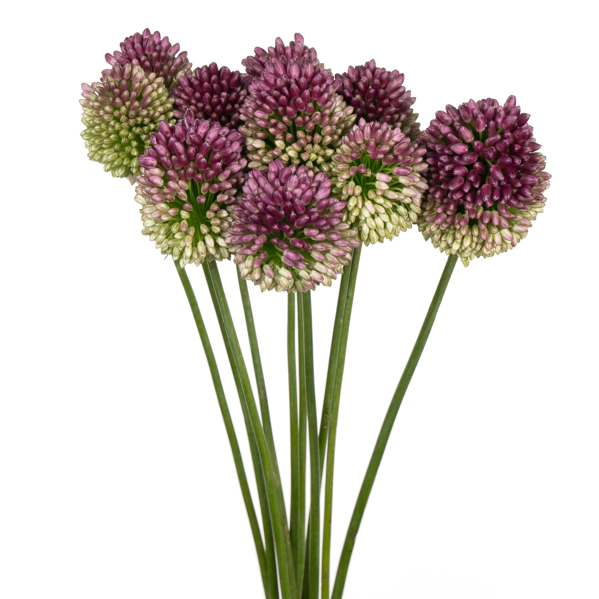 Allium sphaerocephalon