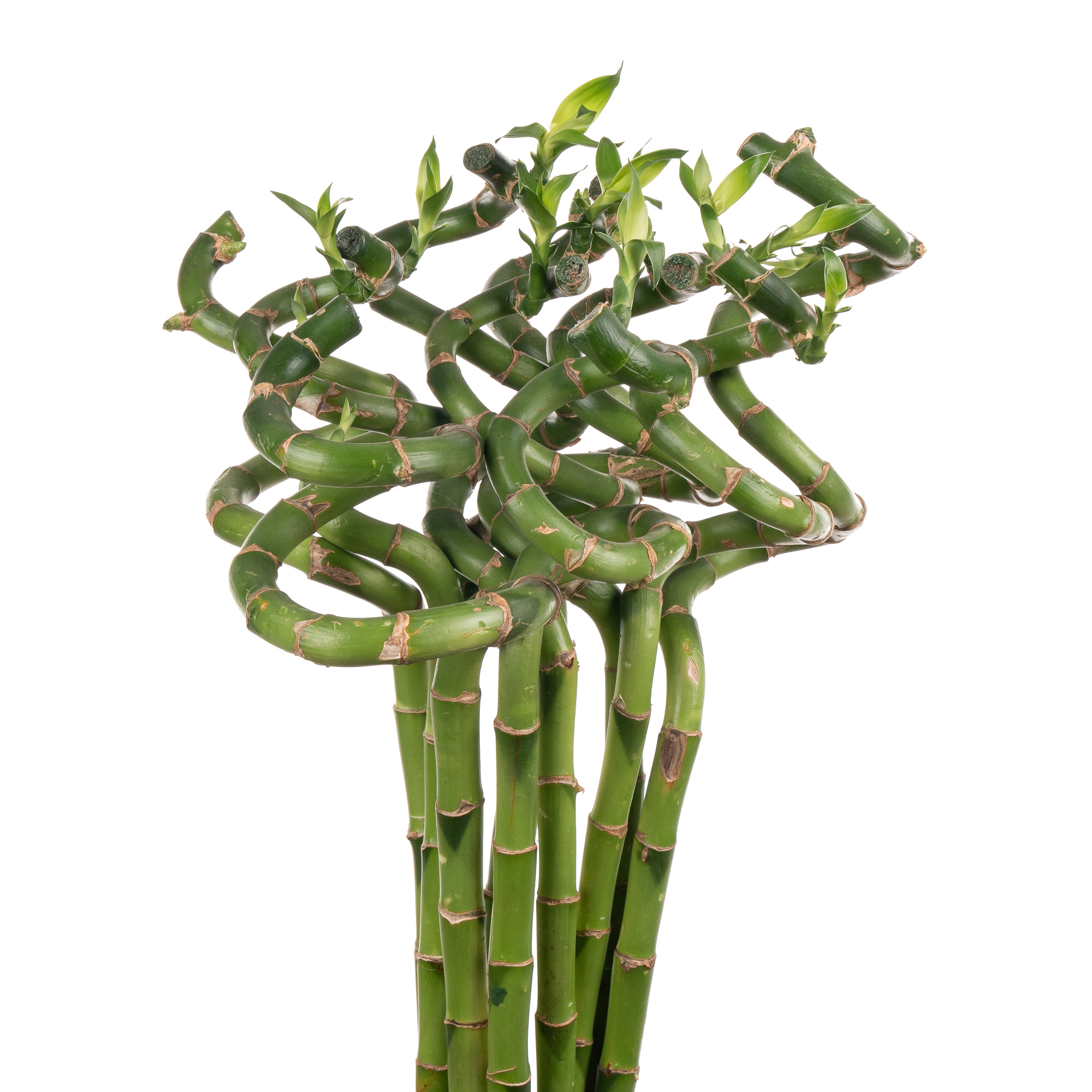 Dracaena lucky bamboo