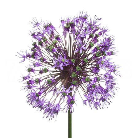 Allium stratos