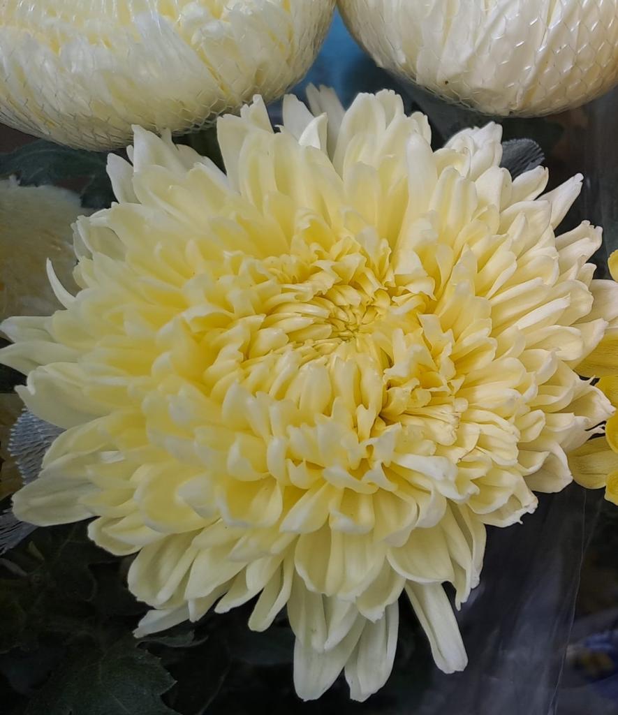 Chrysanthemum football mum light yellow