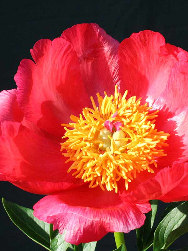 Paeonia flame