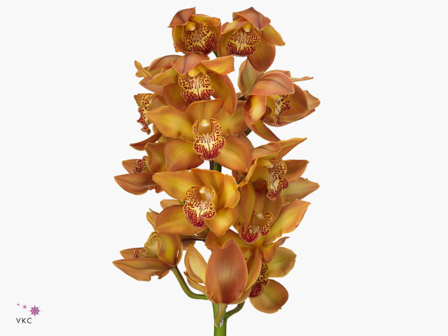 Cymbidium yellow river cognac