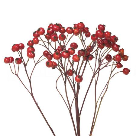 Rose rose hip magical delight