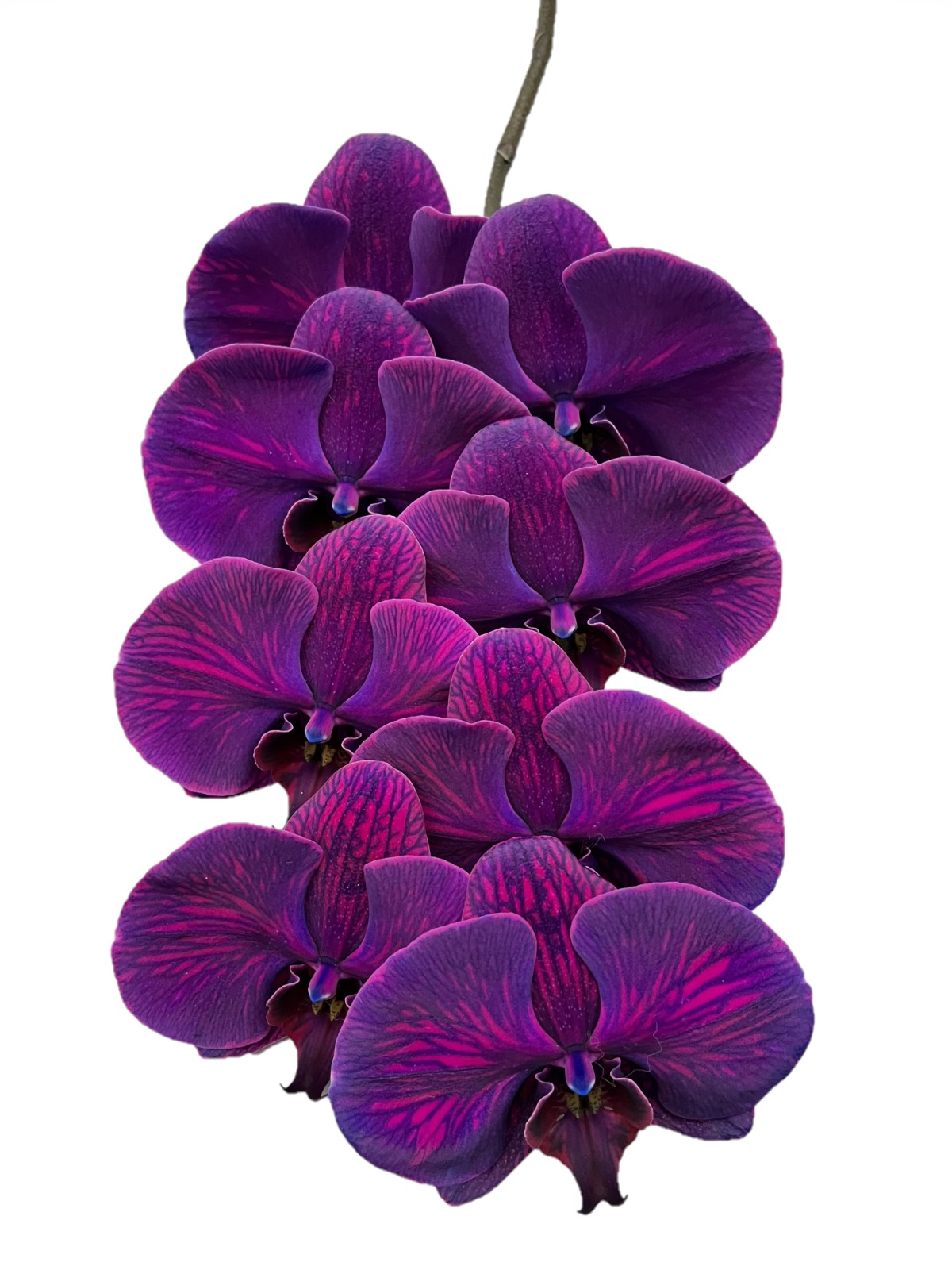 Phalaenopsis dyed royal blue-purple base