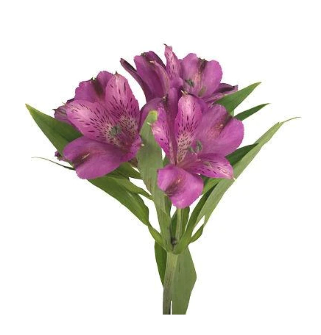 Alstroemeria gladslum lilac