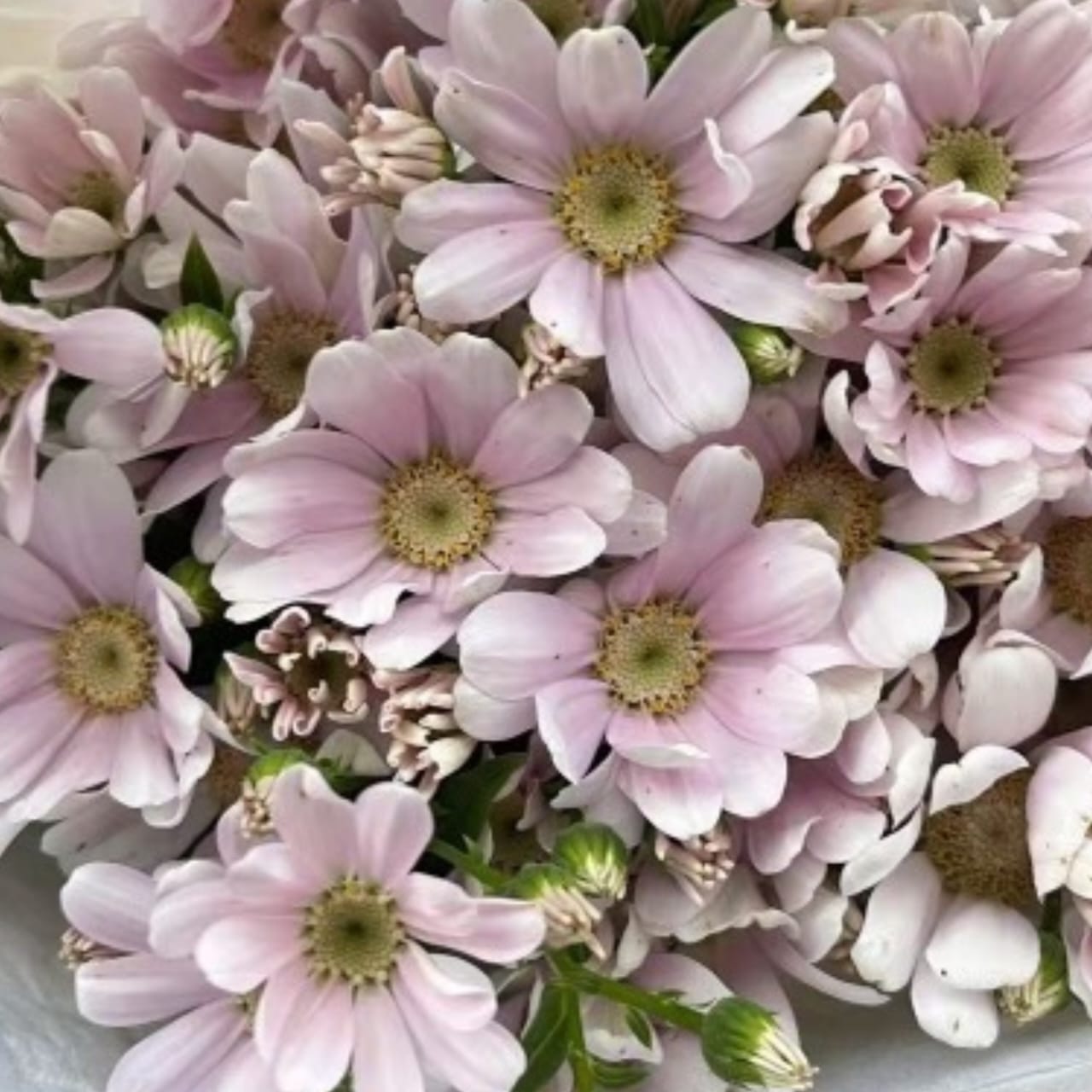 Cineraria hybrida pink