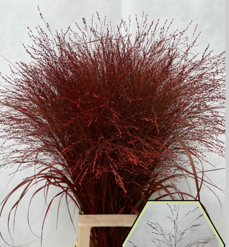 Ornamental grass paint