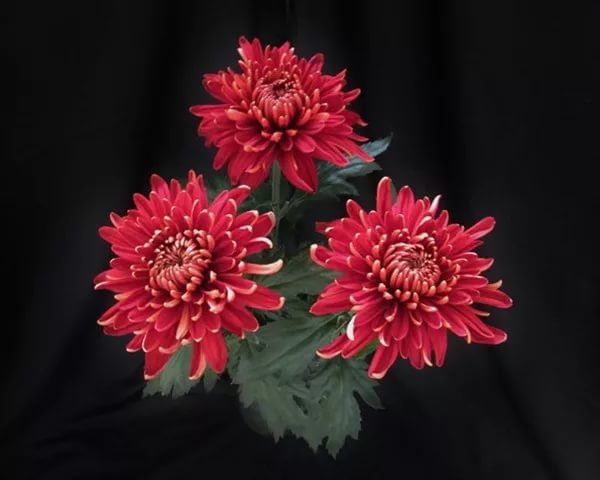 Chrysanthemum single rosetta 