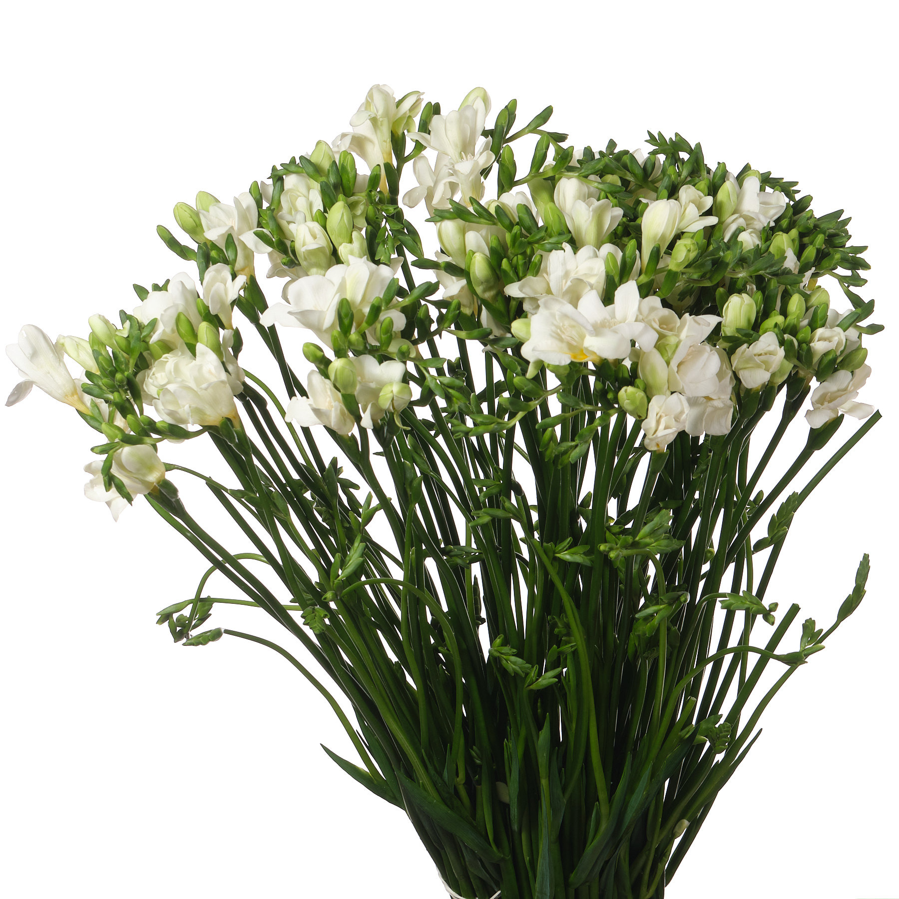 Freesia enkel ambiance