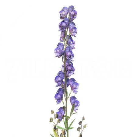 Aconitum napellus