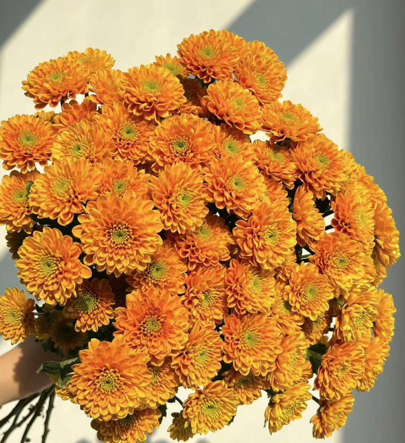 Chrysanthemum santini joni orange