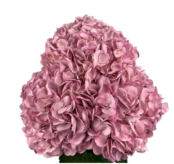 Hydrangea premium frosted rose