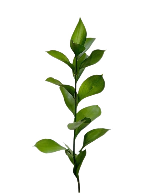 Blad Ruscus china