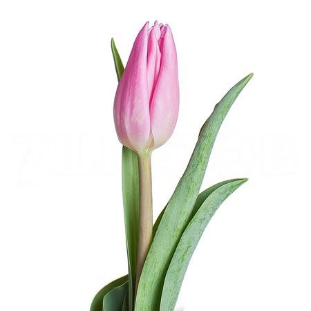 Tulip enkel aafke