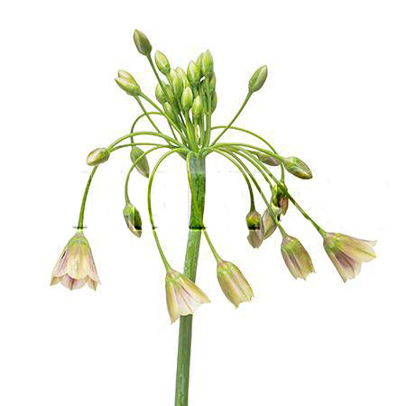 Allium siculum