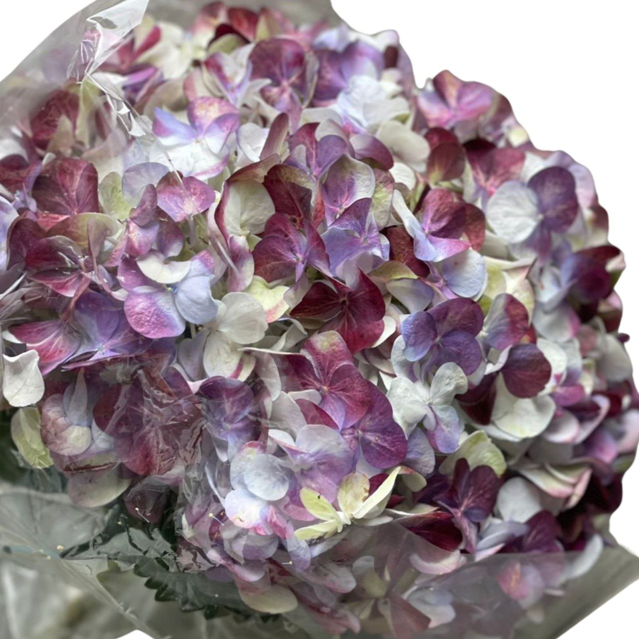 Hydrangea jumbo antique burgundy