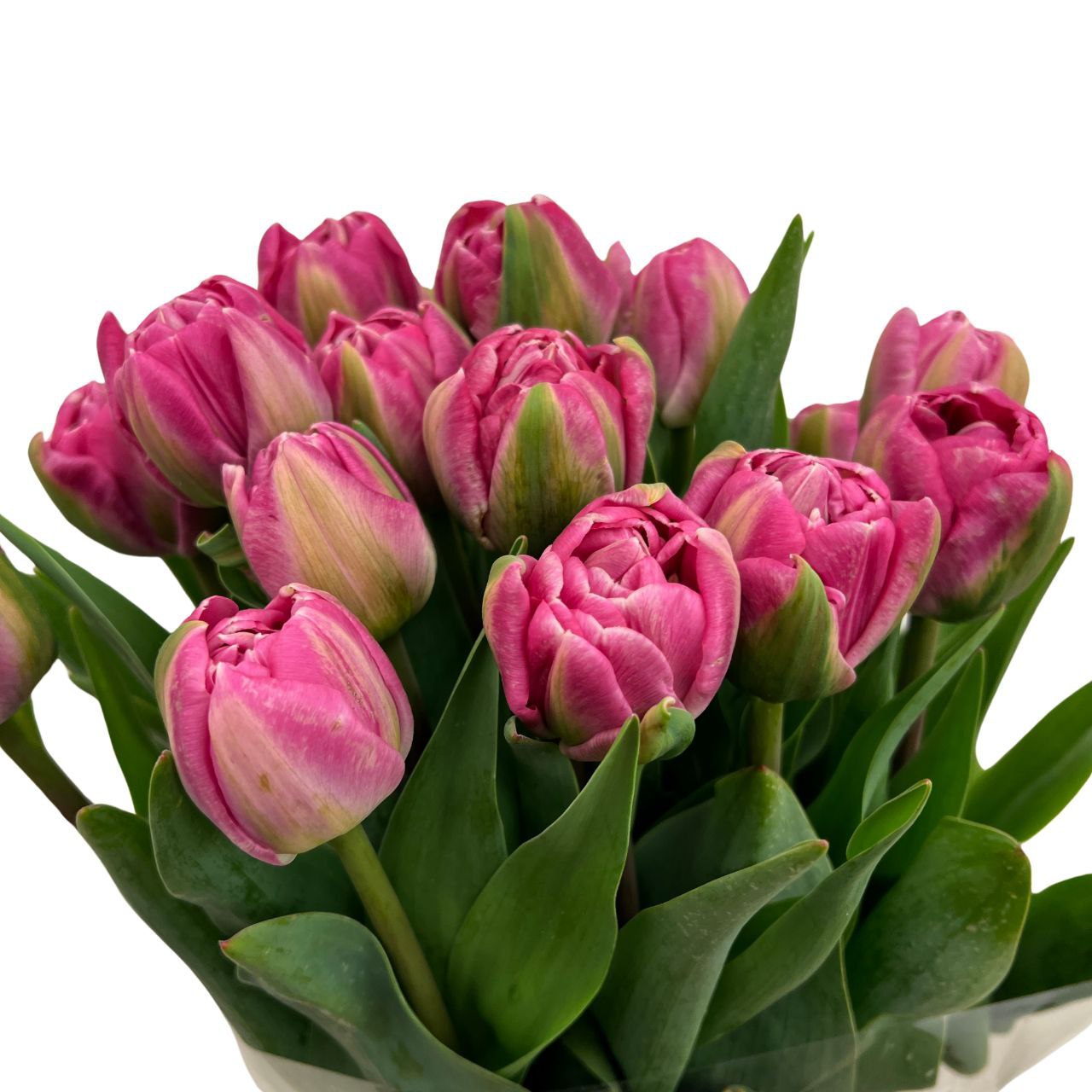 Tulip double voque