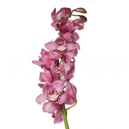 Cymbidium sky skraper