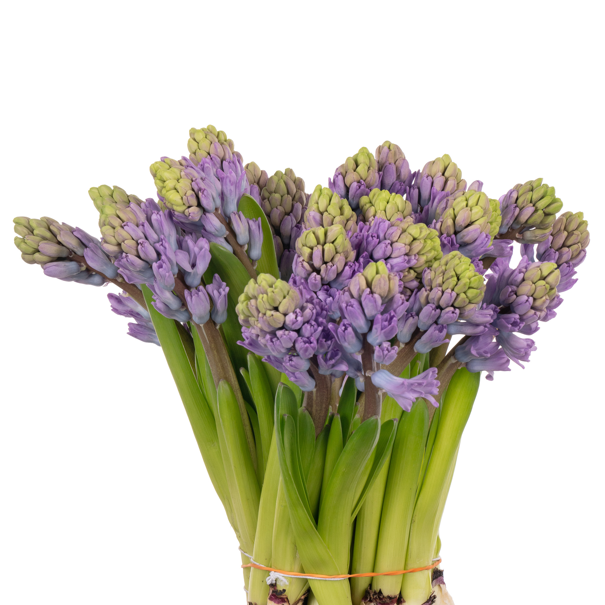 Hyacinthus purple star