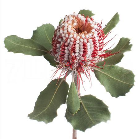 Banksia coccinea