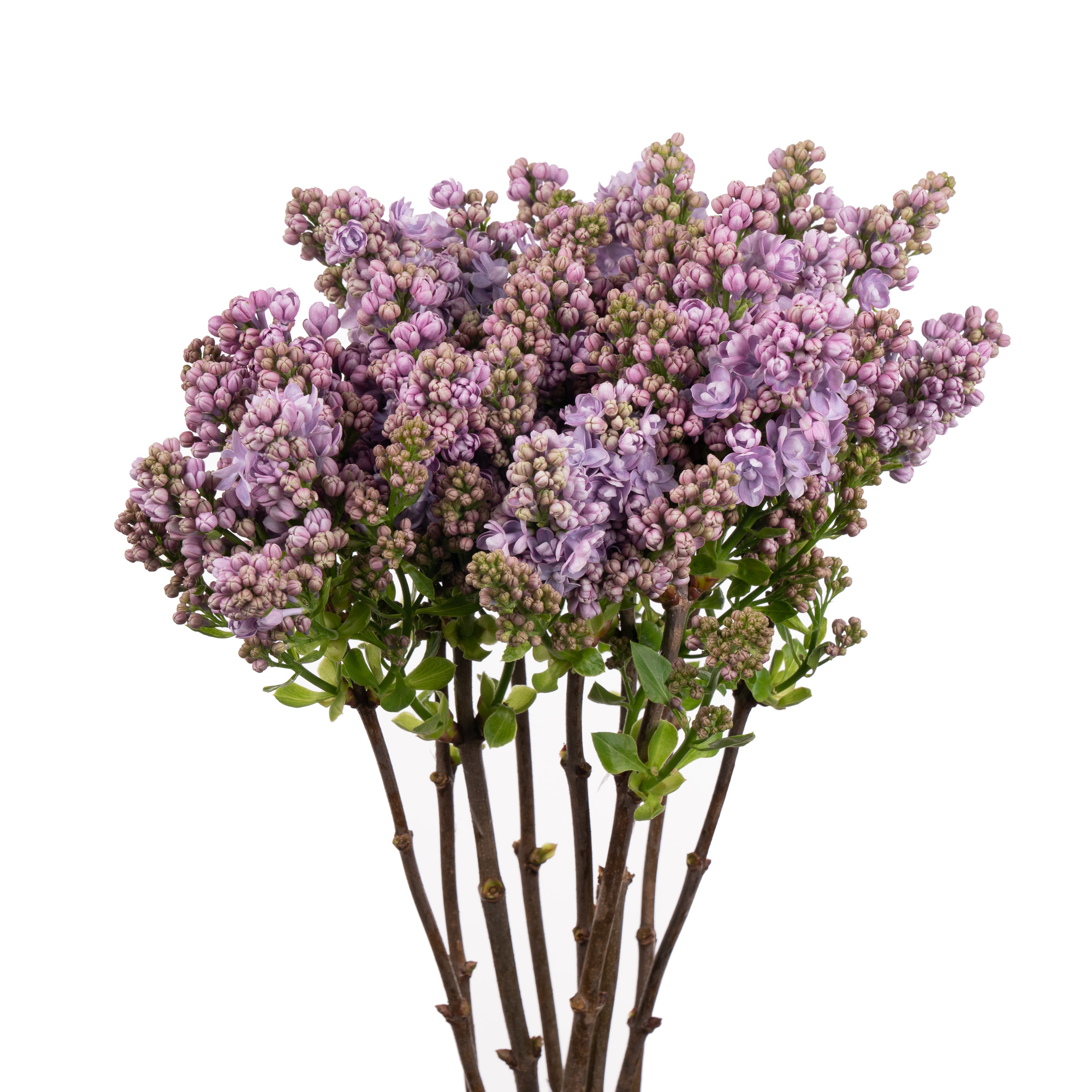 Syringa michel buchner