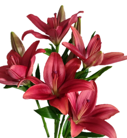 Lilium ruby