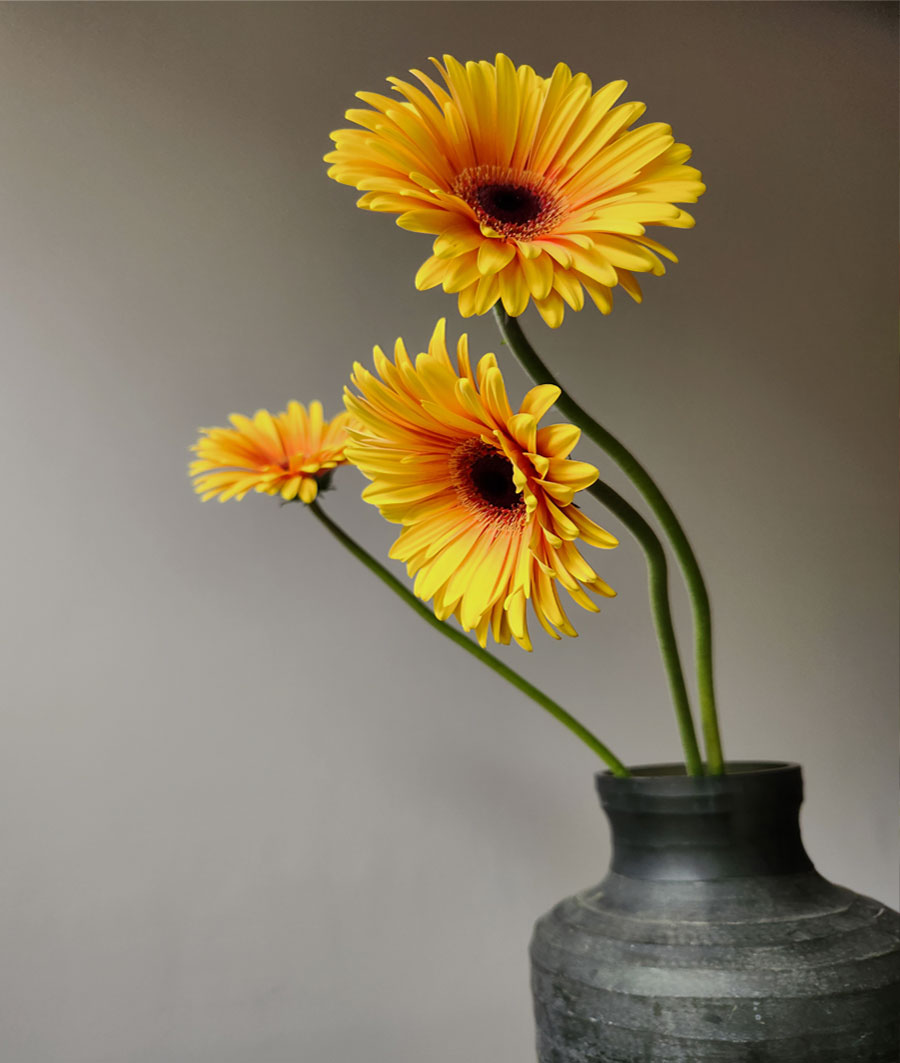 Gerberas