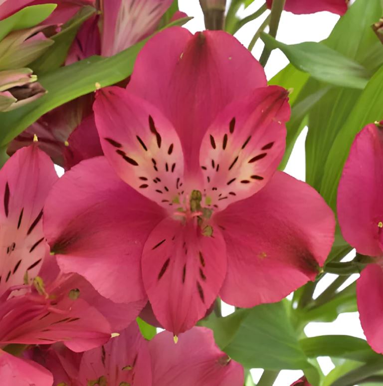 Alstroemeria merlot