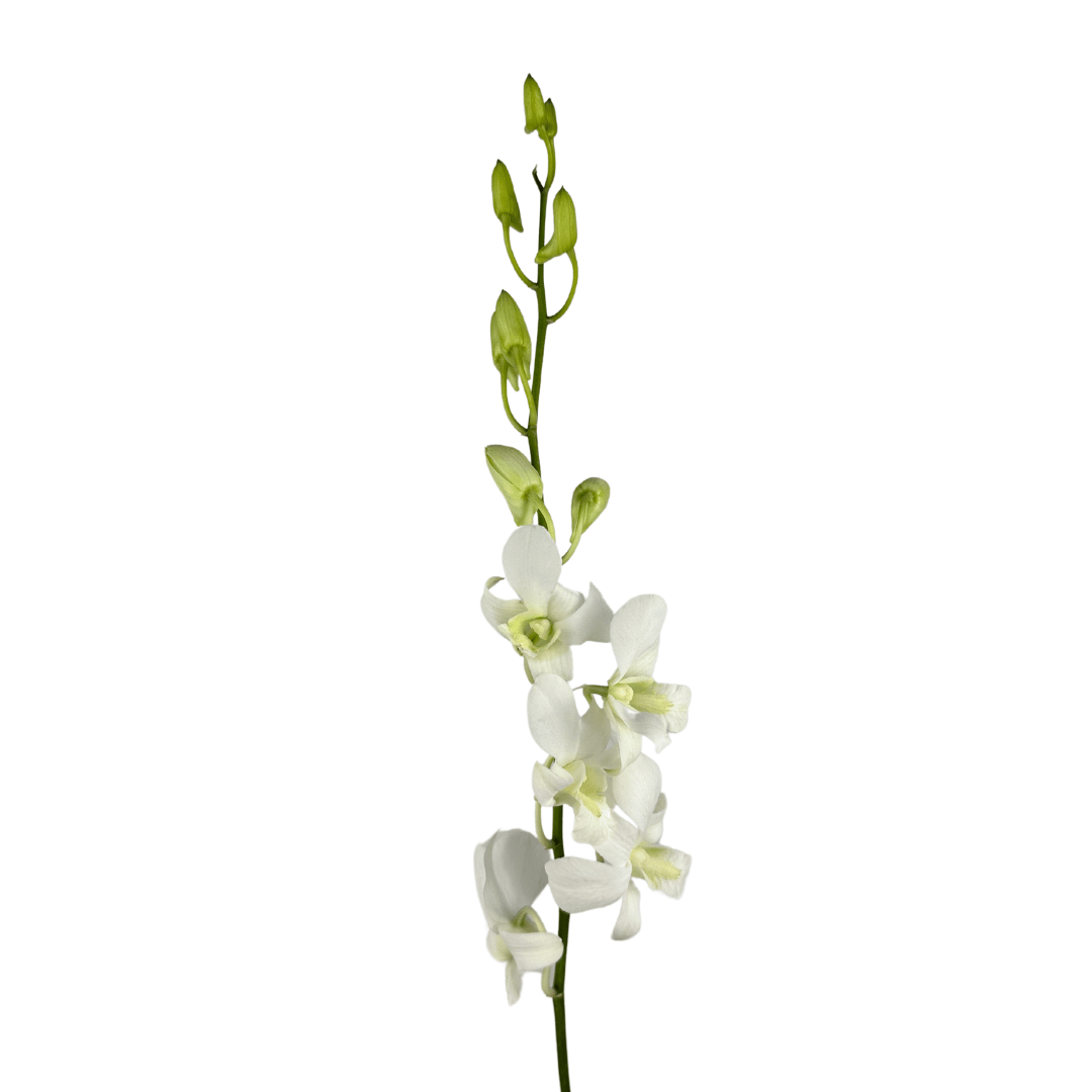 Dendrobium sanan