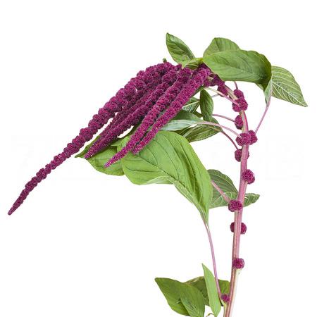 Amaranthus red cord