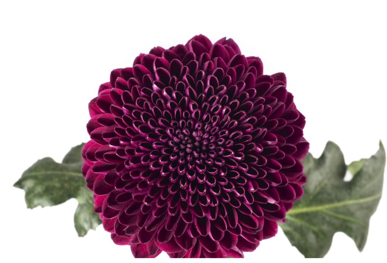 Chrysanthemum cremon aragon