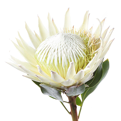 Protea arctic ice