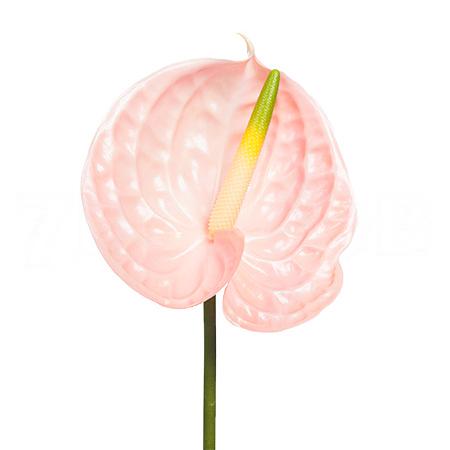 Anthurium evita pink