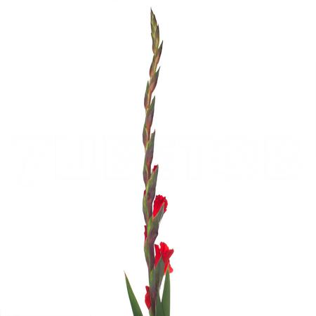 Gladiolus red 