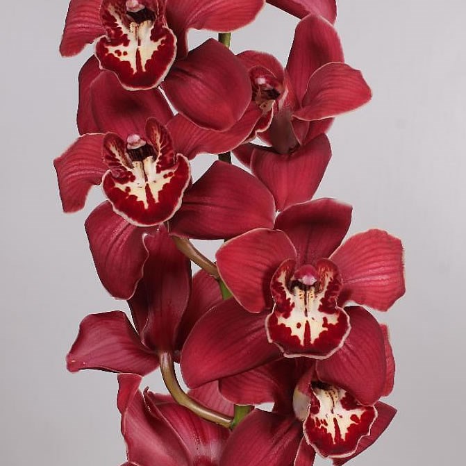 Cymbidium flameflor