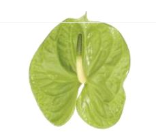 Anthurium xl midori